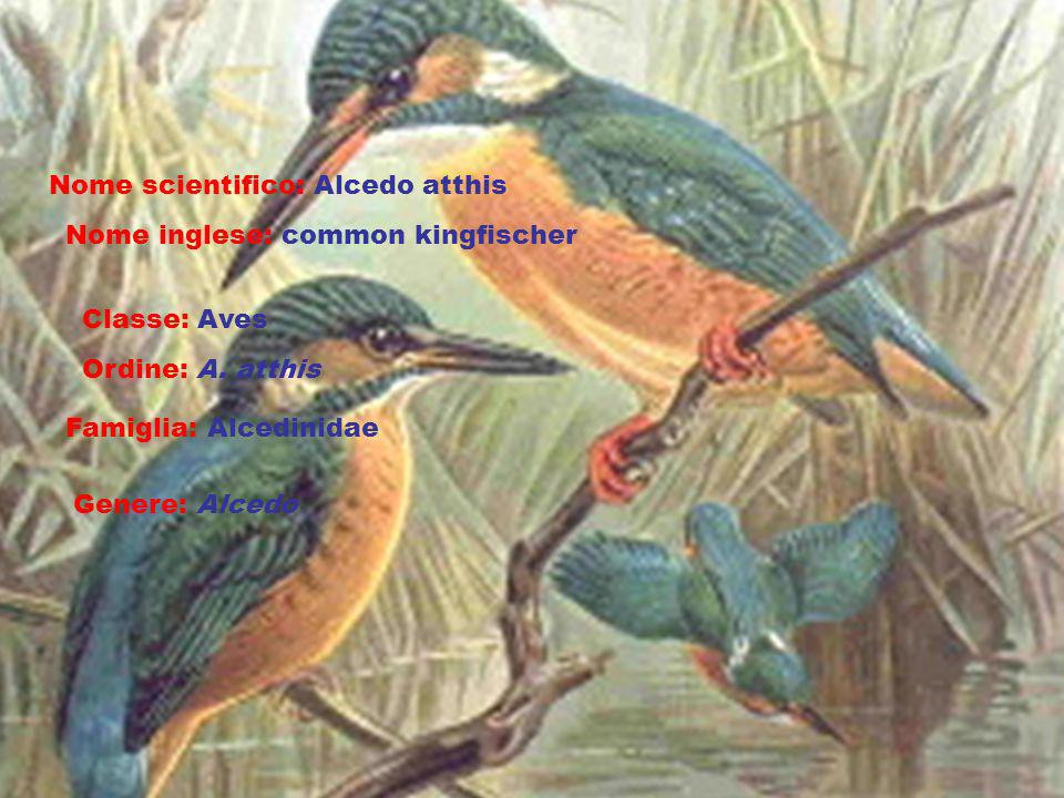 Nome scientifico: Alcedo atthis Nome inglese: common kingfischer Classe: Aves Ordine: A.