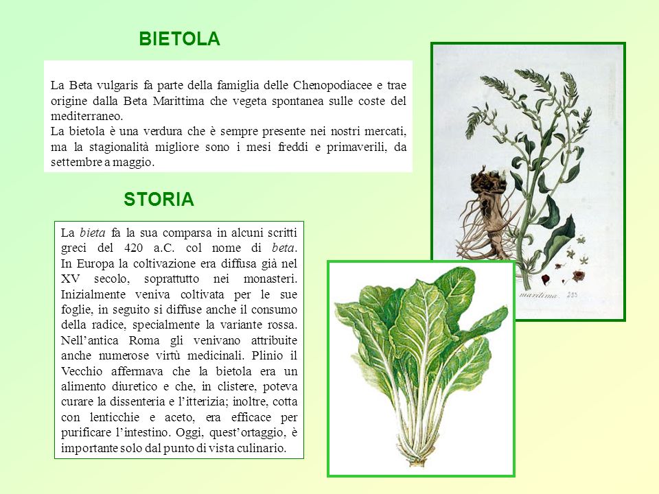 La Beta vulgaris fa parte della famiglia delle Chenopodiacee e trae origine dalla Beta Marittima che vegeta spontanea sulle coste del mediterraneo.