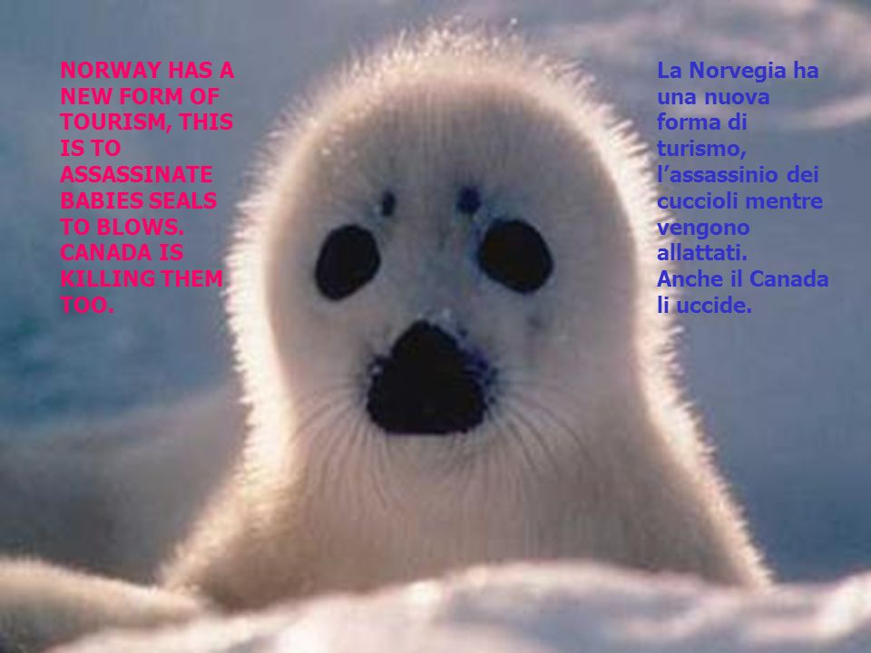 NORWAY HAS A NEW FORM OF TOURISM, THIS IS TO ASSASSINATE BABIES SEALS TO BLOWS.