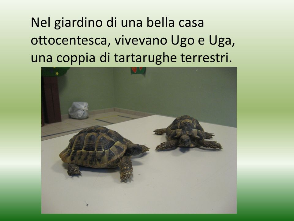 Nel giardino di una bella casa ottocentesca, vivevano Ugo e Uga, una coppia di tartarughe terrestri.