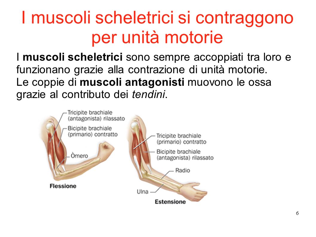 ppt sistema muscolare