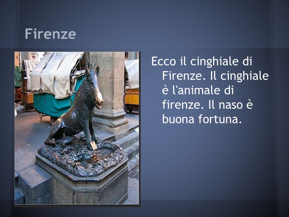Firenze Ecco il cinghiale di Firenze. Il cinghiale è l animale di firenze. Il naso è buona fortuna.
