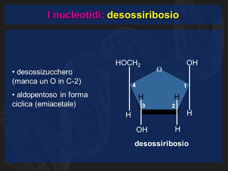 I nucleotidi: desossiribosio desossiribosio O CH 2 OH H H H H H HO desossizucchero (manca un O in C-2) aldopentoso in forma ciclica (emiacetale)