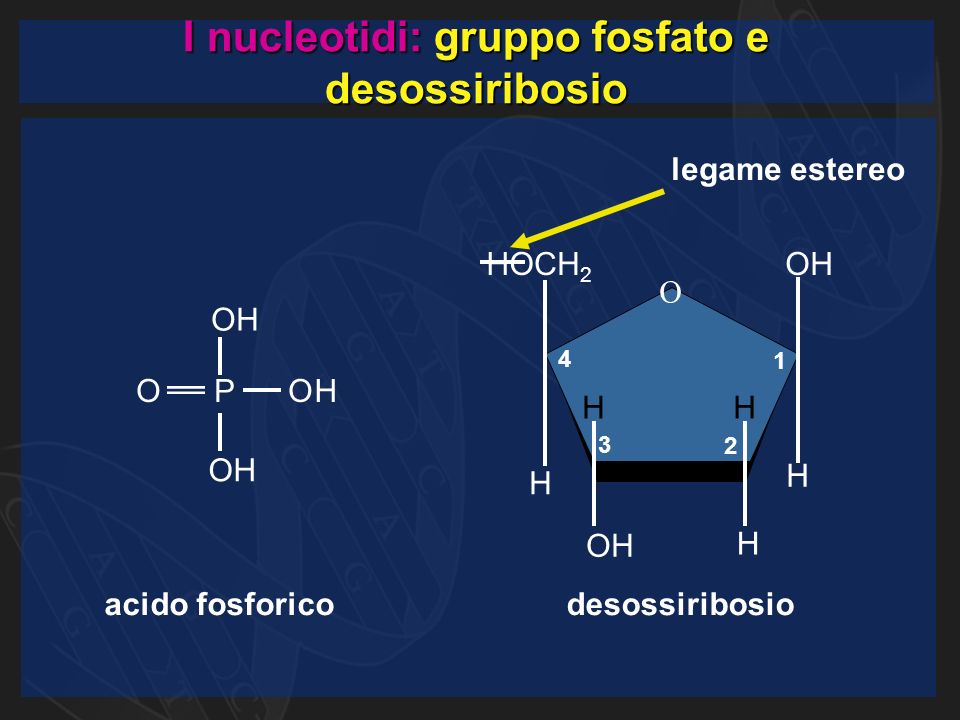 I nucleotidi: gruppo fosfato e desossiribosio desossiribosioacido fosforico O CH 2 OH H H H H H HO OH O P O OH H legame estereo