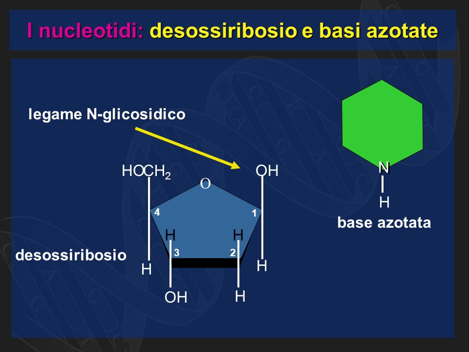 I nucleotidi: desossiribosio e basi azotate desossiribosio base azotata O CH 2 OH H H H H H HO N N H legame N-glicosidico