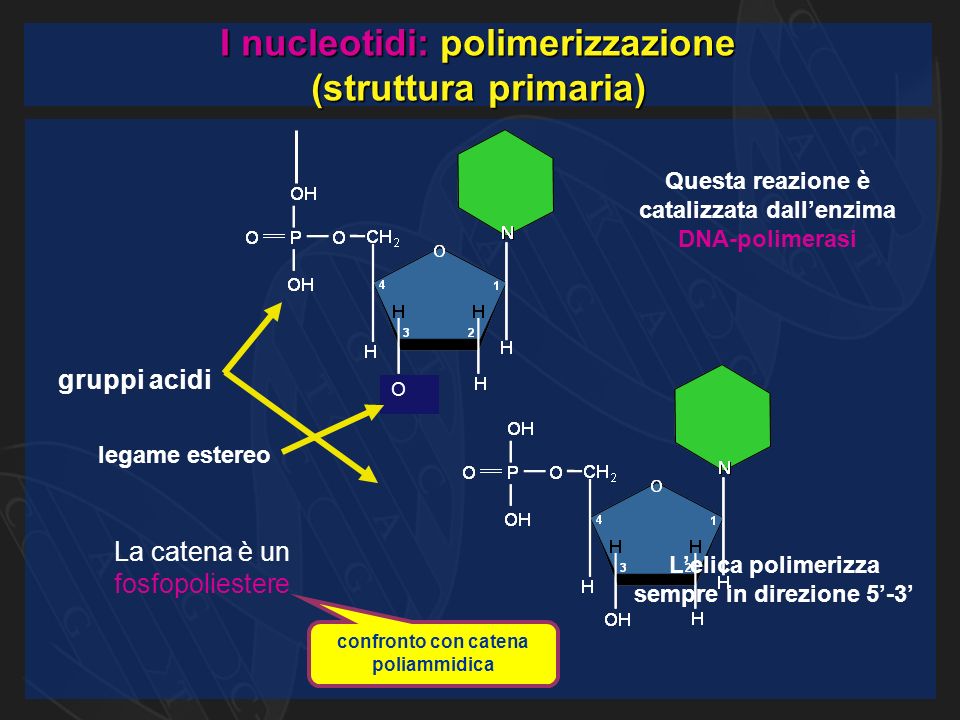 I nucleotidi: polimerizzazione (struttura primaria) O Questa reazione è catalizzata dall’enzima DNA-polimerasi gruppi acidi L’elica polimerizza sempre in direzione 5’-3’ legame estereo La catena è un fosfopoliestere confronto con catena poliammidica