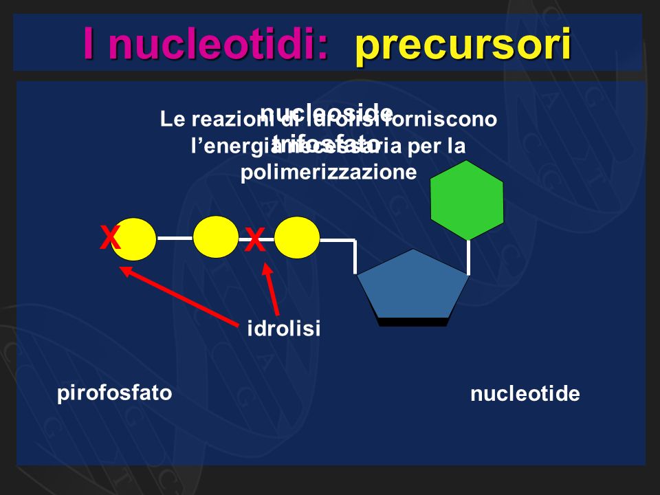 I nucleotidi: precursori X nucleoside trifosfato pirofosfato nucleotide idrolisi X Le reazioni di idrolisi forniscono l’energia necessaria per la polimerizzazione