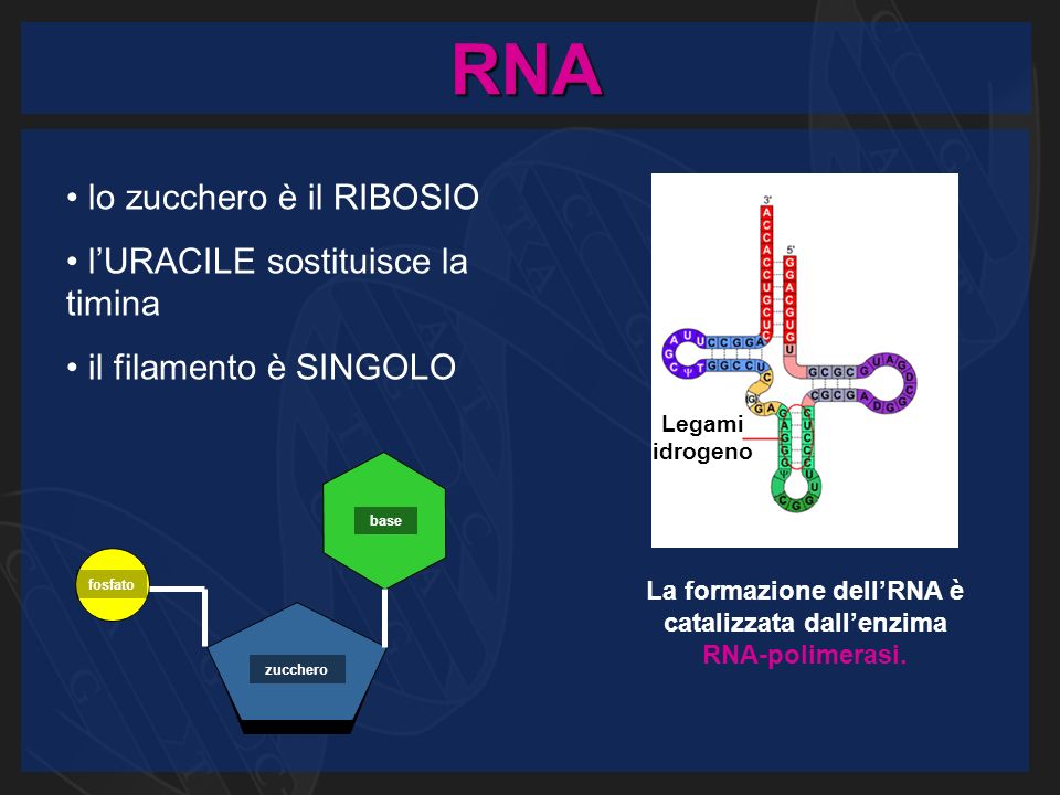 RNA base zucchero fosfato lo zucchero è il RIBOSIO l’URACILE sostituisce la timina il filamento è SINGOLO Legami idrogeno La formazione dell’RNA è catalizzata dall’enzima RNA-polimerasi.