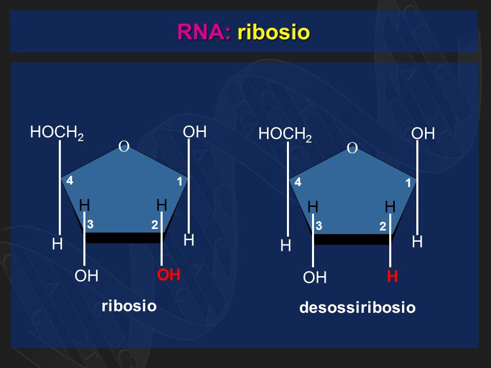 RNA: ribosio ribosio O CH 2 OH H H H H HO desossiribosio O CH 2 OH H H H H H HO