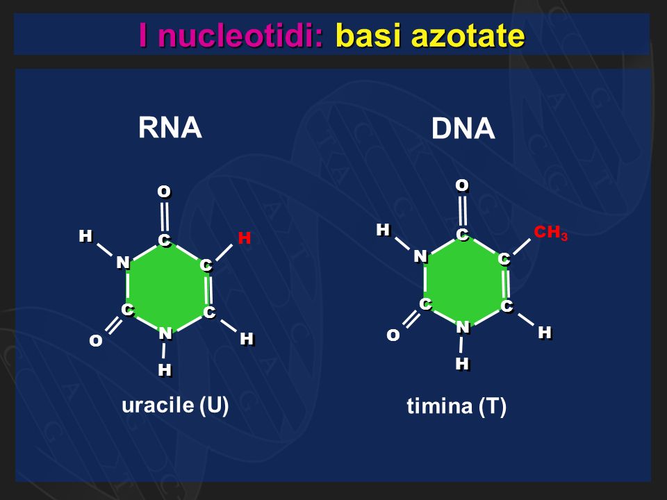 I nucleotidi: basi azotate uracile (U) N N C C N N C C C C C C H H O N O CH 3 H H H H N N C C N N C C C C C C H H O O O H H H H H timina (T) RNA DNA