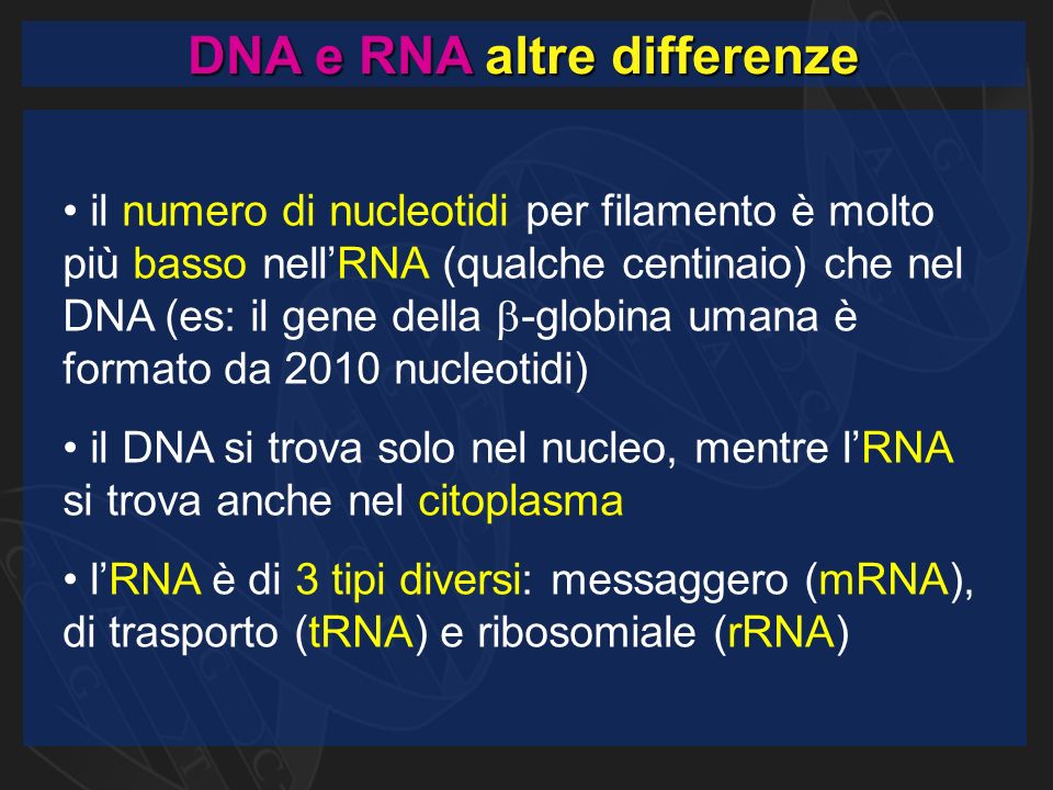 DNA e RNA altre differenze il numero di nucleotidi per filamento è molto più basso nell’RNA (qualche centinaio) che nel DNA (es: il gene della  -globina umana è formato da 2010 nucleotidi) il DNA si trova solo nel nucleo, mentre l’RNA si trova anche nel citoplasma l’RNA è di 3 tipi diversi: messaggero (mRNA), di trasporto (tRNA) e ribosomiale (rRNA)