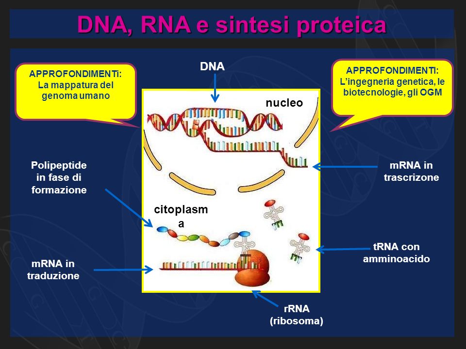 DNA, RNA e sintesi proteica nucleo citoplasm a DNA mRNA in trascrizone tRNA con amminoacido rRNA (ribosoma) mRNA in traduzione Polipeptide in fase di formazione APPROFONDIMENTI: L’ingegneria genetica, le biotecnologie, gli OGM APPROFONDIMENTi: La mappatura del genoma umano