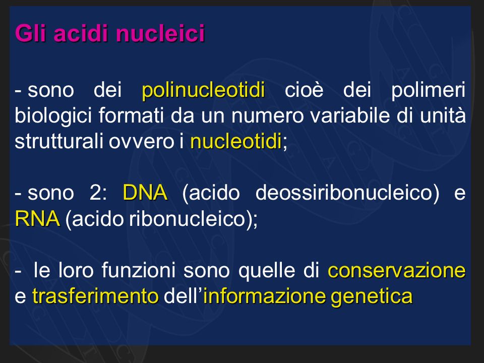 Gli acidi nucleici polinucleotidi nucleotidi - sono dei polinucleotidi cioè dei polimeri biologici formati da un numero variabile di unità strutturali ovvero i nucleotidi; DNA RNA - sono 2: DNA (acido deossiribonucleico) e RNA (acido ribonucleico); conservazione trasferimentoinformazione genetica - le loro funzioni sono quelle di conservazione e trasferimento dell’informazione genetica
