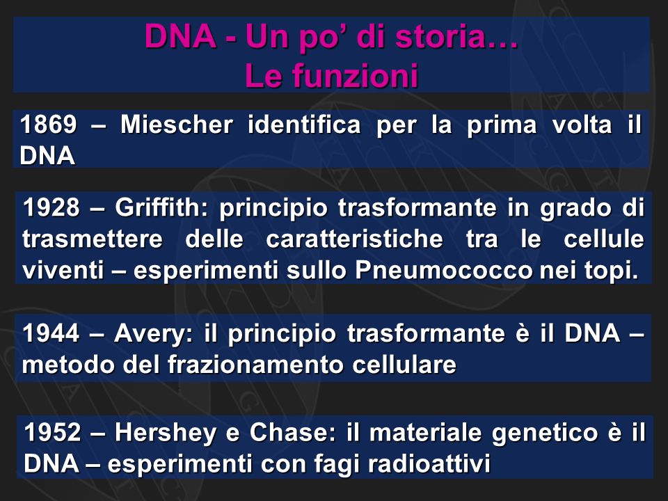 DNA - Un po’ di storia… Le funzioni 1869 – Miescher identifica per la prima volta il DNA 1928 – Griffith: principio trasformante in grado di trasmettere delle caratteristiche tra le cellule viventi – esperimenti sullo Pneumococco nei topi.