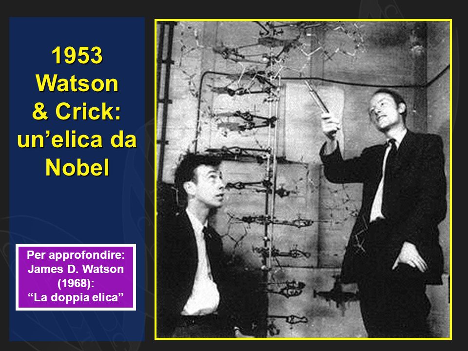 1953 Watson & Crick: un’elica da Nobel Per approfondire: James D. Watson (1968): La doppia elica