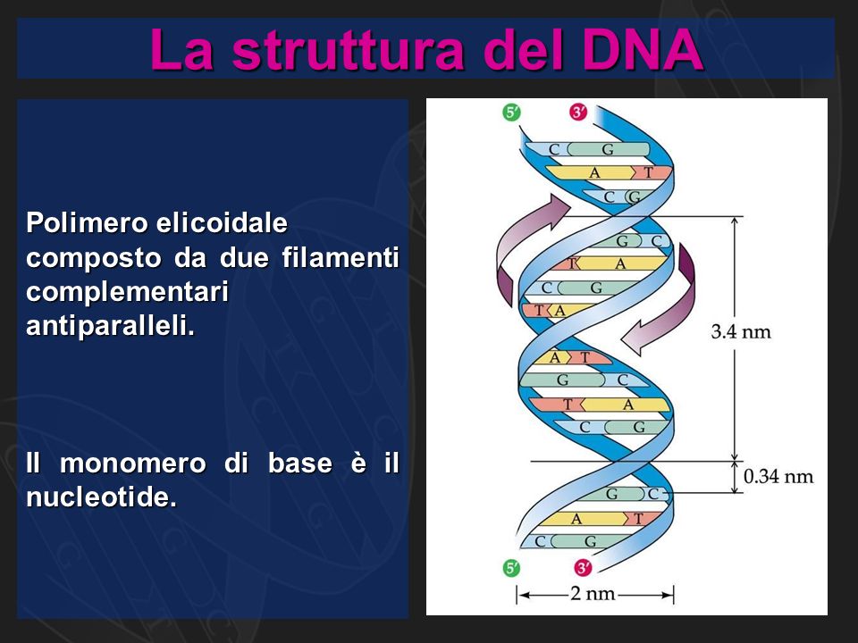 La struttura del DNA Polimero elicoidale composto da due filamenti complementari antiparalleli.