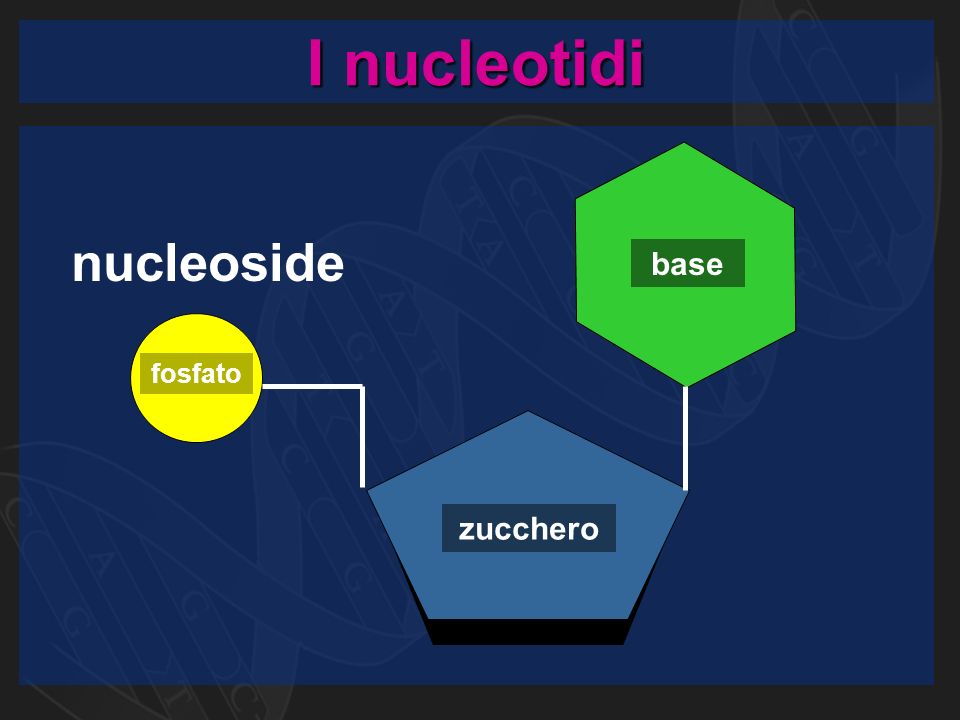 I nucleotidi base zucchero fosfato nucleoside