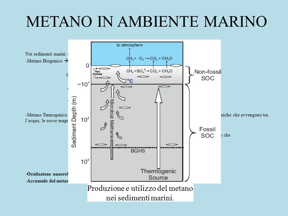 METANO IN AMBIENTE MARINO Nei sedimenti marini ci sono due vie di formazione del metano: -Metano Biogenico  Metanogeni (Archea anaerobi) CO H 2  CH 4 +2 H 2 O CH 3 COO - + H +  CH 4 + CO 2 4 CH 3 OH  3 CH 4 + CO H 2 O -Metano Termogenico o Abiogenico  surriscaldamento del cherogene, pirolisi o da reazioni inorganiche che avvengono tra l’acqua, le rocce magmatiche calde e i metalli ¿DOVE VA IL METANO PRODOTTO.