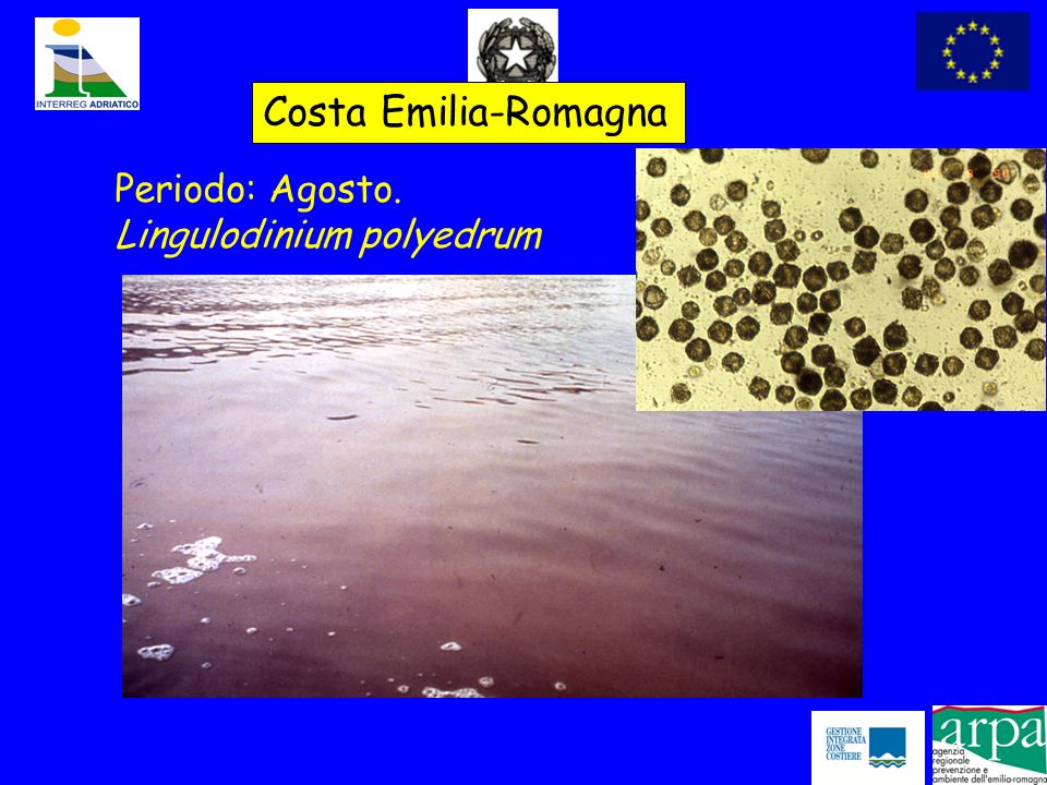 Costa Emilia-Romagna Periodo: Agosto. Lingulodinium polyedrum