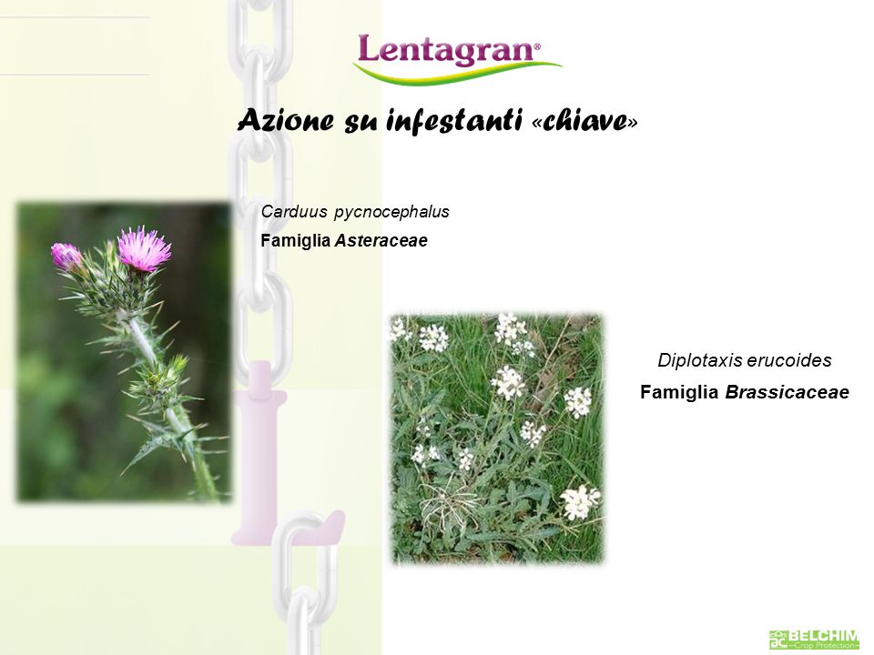 Azione su infestanti «chiave» Carduus pycnocephalus Famiglia Asteraceae Diplotaxis erucoides Famiglia Brassicaceae