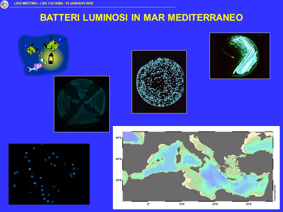 BATTERI LUMINOSI IN MAR MEDITERRANEO LIDO MEETING – LNS CATANIA - 14 JANUARY 2010