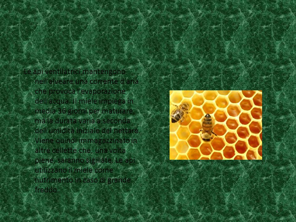 Le fonti del miele sono il nettare che è prodotto dalle piante da fiori e, la melata, che è un derivato della linfa degli alberi.