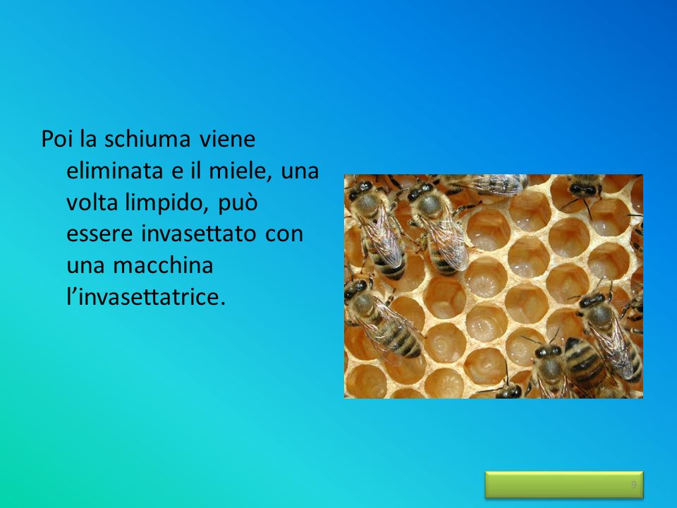 Nel maturatore il miele decanta e l aria viene a galla sotto forma di bollicine che formano la schiuma.