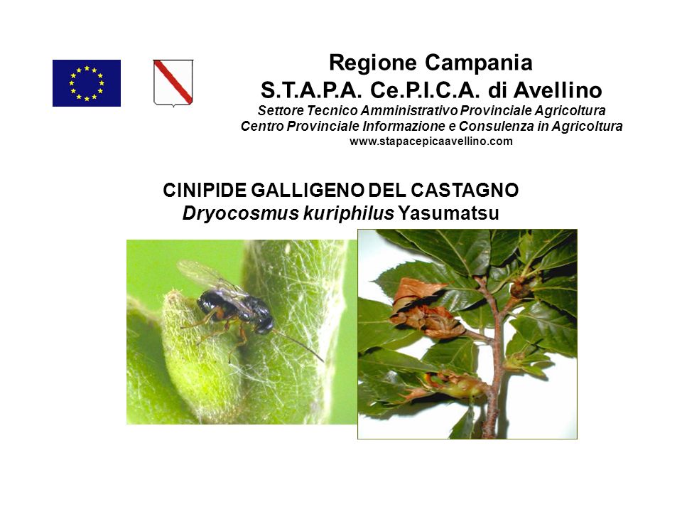Regione Campania S.T.A.P.A. Ce.P.I.C.A.