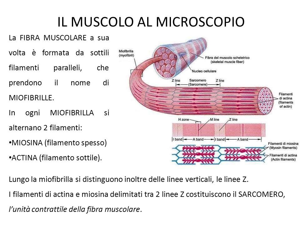 IL MUSCOLO AL MICROSCOPIO La FIBRA MUSCOLARE a sua volta è formata da sottili filamenti paralleli, che prendono il nome di MIOFIBRILLE.