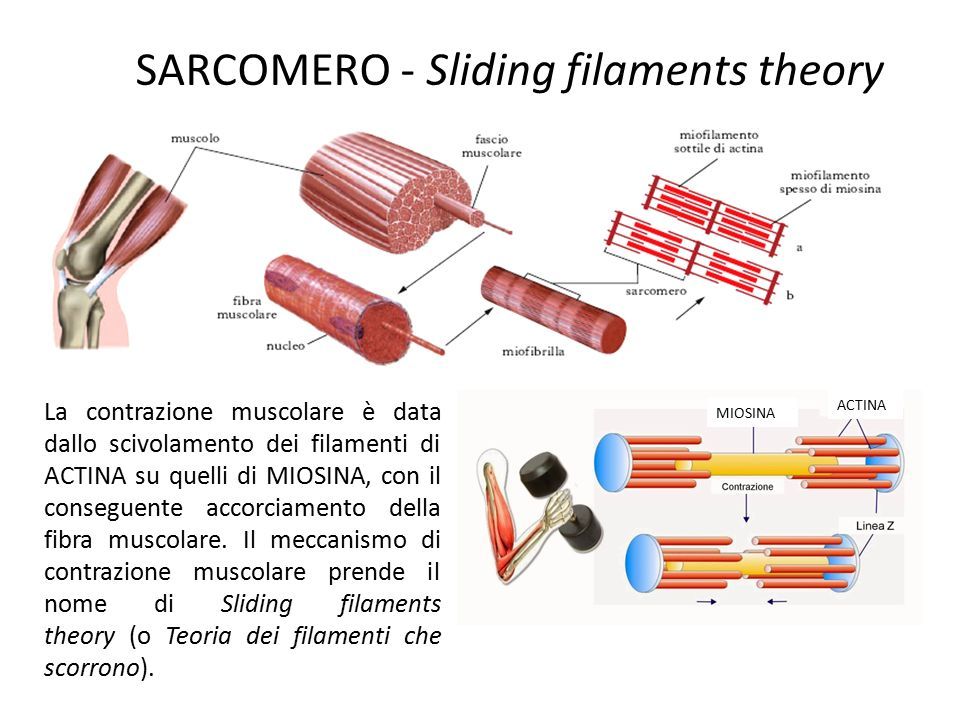 IL SARCOMERO - Sliding filaments theory La contrazione muscolare è data dallo scivolamento dei filamenti di ACTINA su quelli di MIOSINA, con il conseguente accorciamento della fibra muscolare.