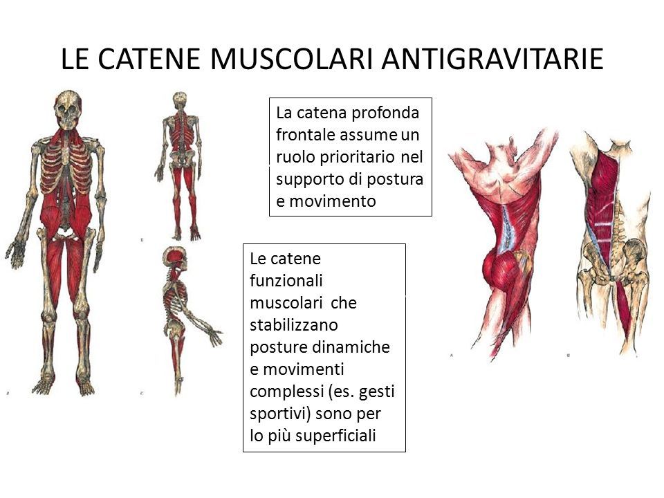 LE CATENE MUSCOLARI ANTIGRAVITARIE Le catene funzionali muscolari che stabilizzano posture dinamiche e movimenti complessi (es.