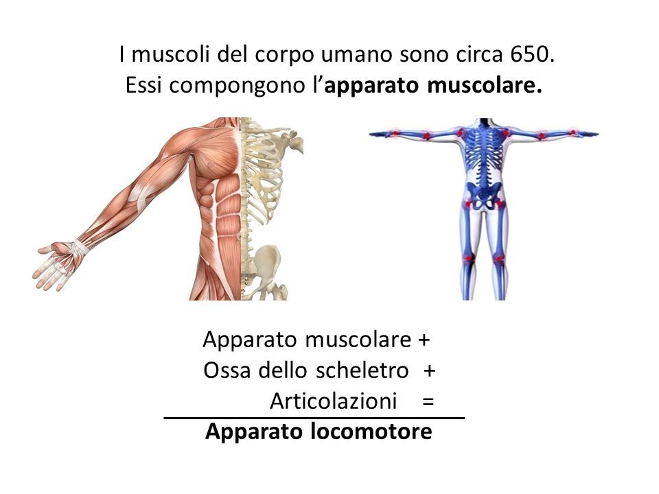 I muscoli del corpo umano sono circa 650. Essi compongono l’apparato muscolare.