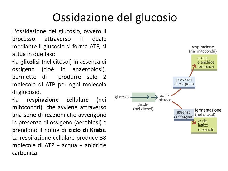 Ossidazione del glucosio L ossidazione del glucosio, ovvero il processo attraverso il quale mediante il glucosio si forma ATP, si attua in due fasi: la glicolisi (nel citosol) in assenza di ossigeno (cioè in anaerobiosi), permette di produrre solo 2 molecole di ATP per ogni molecola di glucosio.