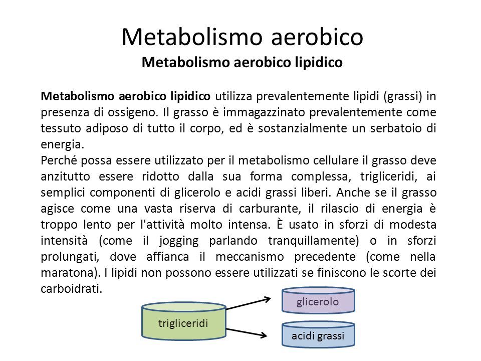 Metabolismo aerobico lipidico utilizza prevalentemente lipidi (grassi) in presenza di ossigeno.