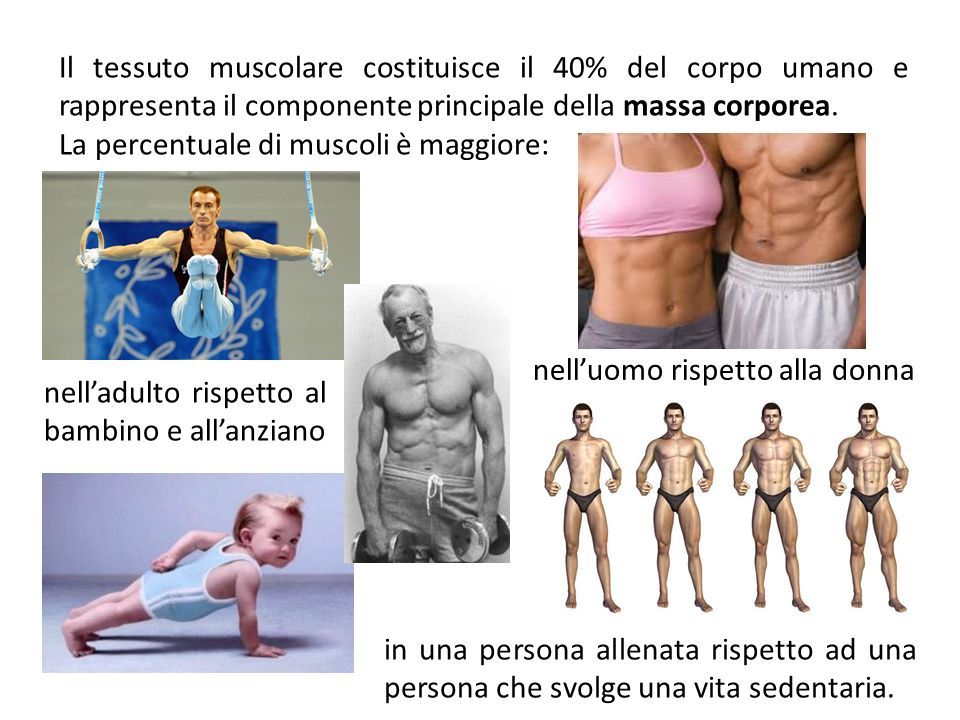 Il tessuto muscolare costituisce il 40% del corpo umano e rappresenta il componente principale della massa corporea.
